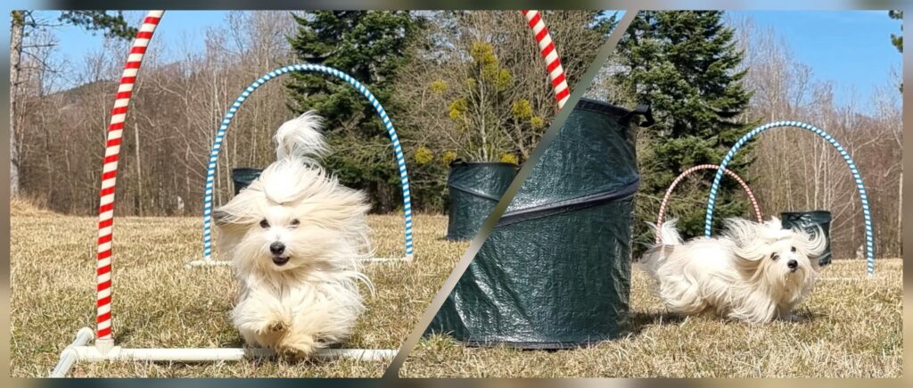 InCollage_20220320_144358839